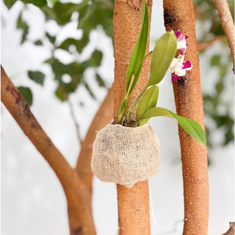 Fixador de Orquídea Suporte para Planta com Subst