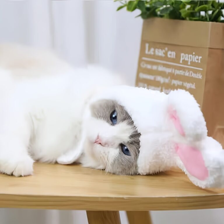 Touca de gato para animais de estimação, com ore