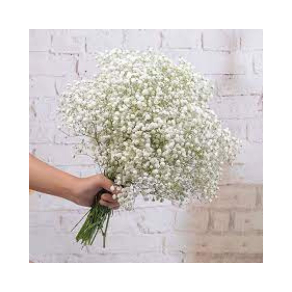 320 SEMENTES PARA PLANTIO DE Flor Gypsofhila Mosquitinho Branco – SEMENTE DE Flor Mosquitinho Branco