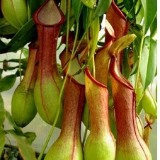 40 Sementes Planta Carnivora Nepenthes Viking pra 