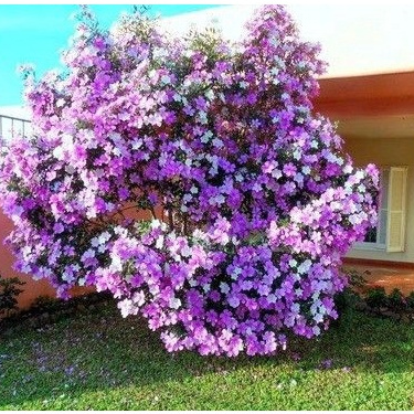 Manacá Da Serra Tibouchina Mutabilis 100 Sementes