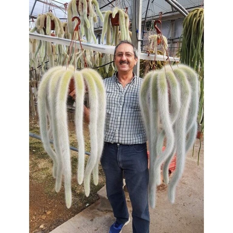 100 sementes cacto rabo de macaco gigante com manu