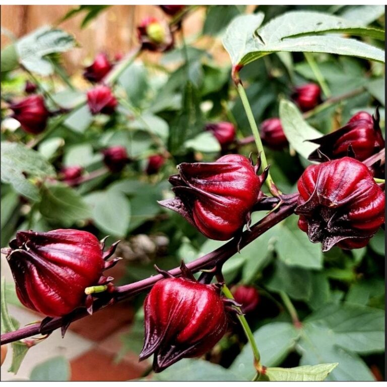 50 Sementes de hibisco vinagreira/cuxá/azedinha/c