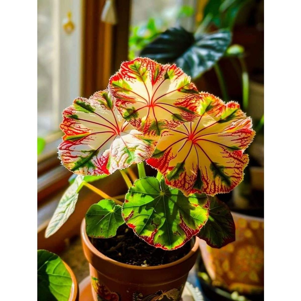 Caladium Marfim Tropical 100 sementes com manual de cultivo II