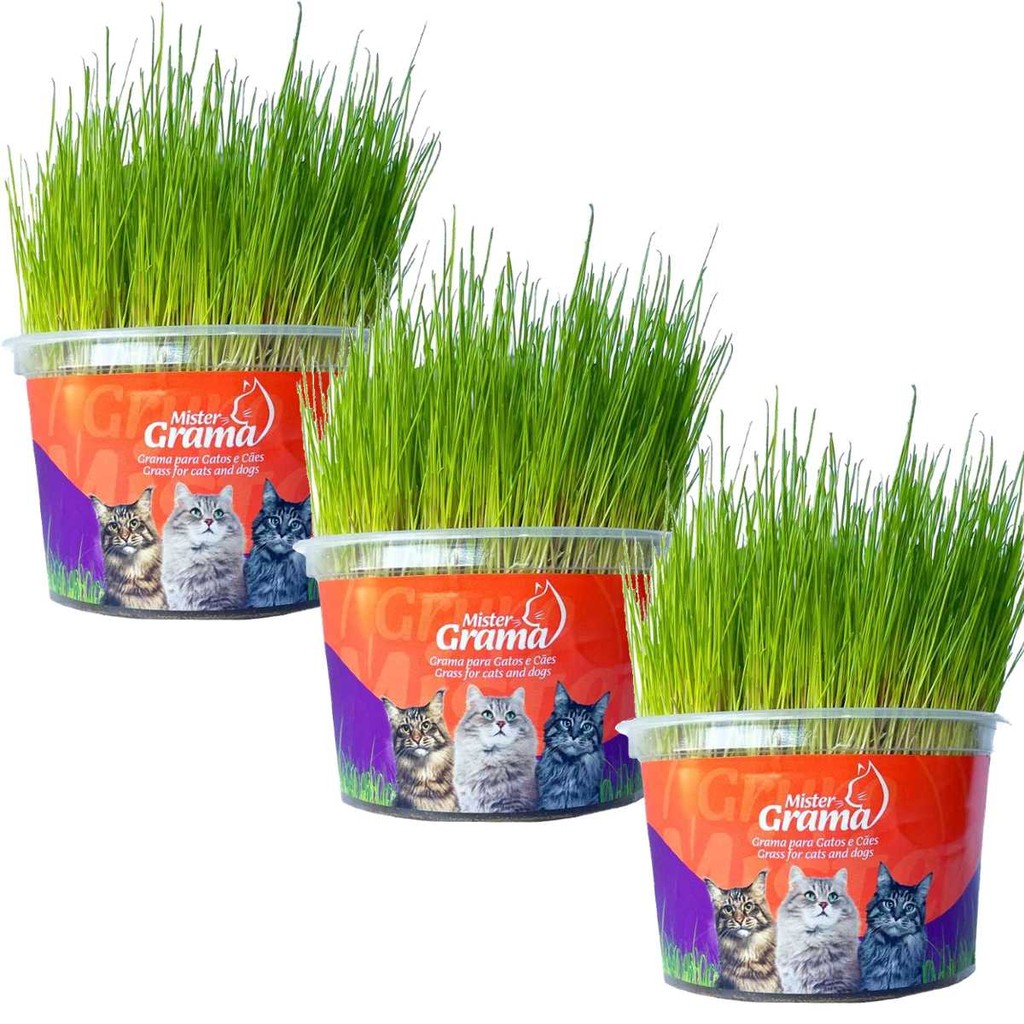 Kit 3 Graminhas Mister Para Gatos Digestão Saúde intestinal