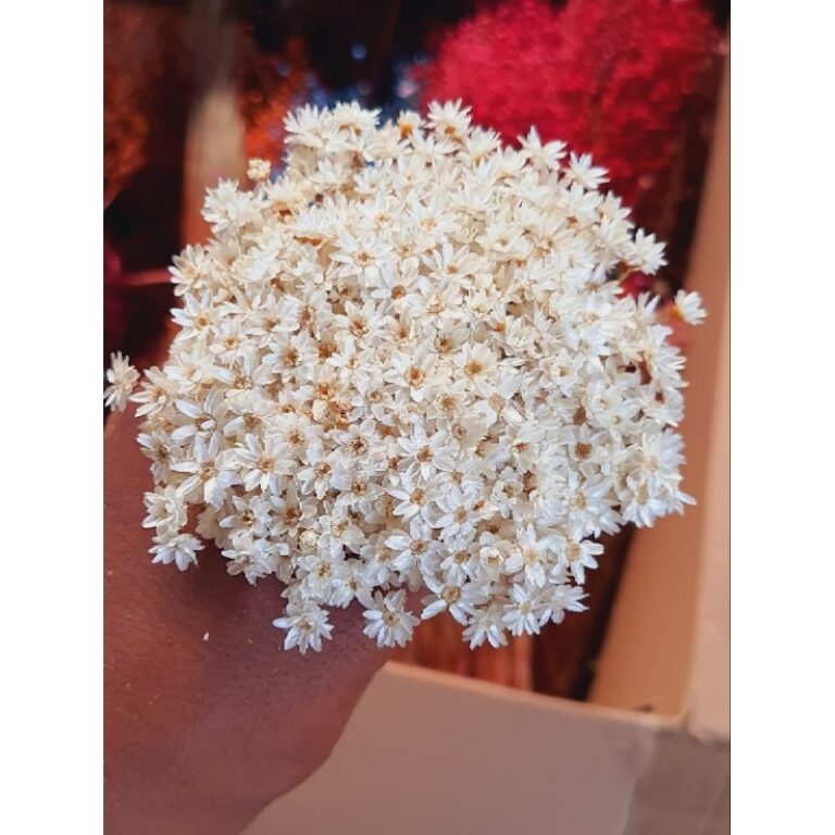 Flor sempre viva / Mosquitinho , Kit com até 2.40