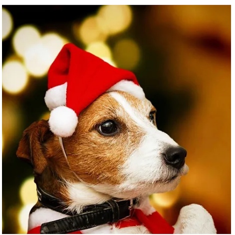 Gorro De Natal Pet Para Gatos E Cachorros Pequeno
