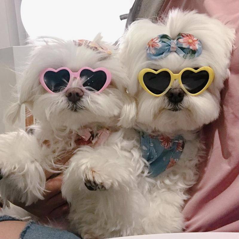Óculos De Sol Para Animais De Estimação Cães Coreanos Creative Heart Pet Eyewear Cat Fotográficos De