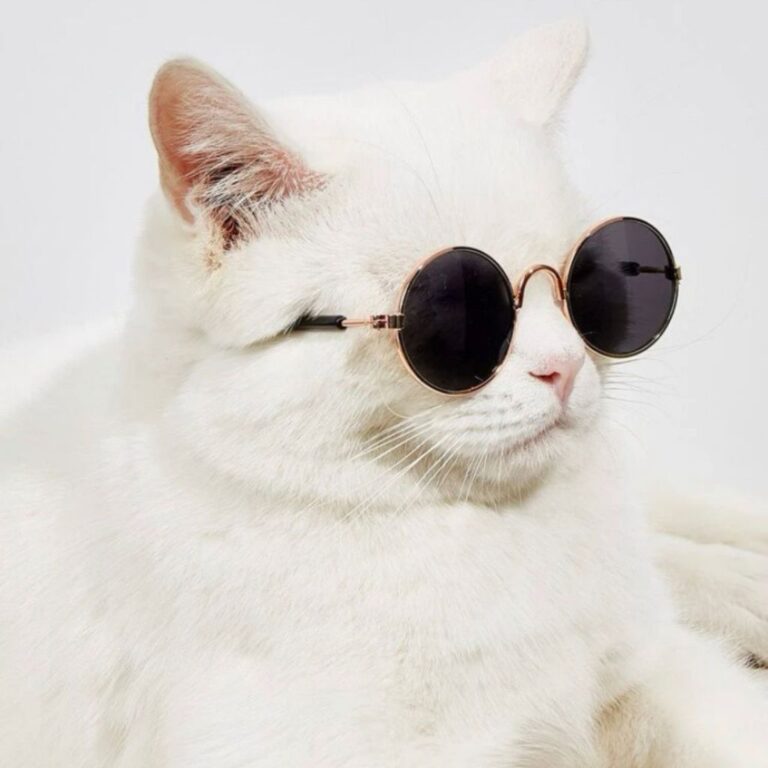Óculos de sol pet redondo preto para gato e cacho