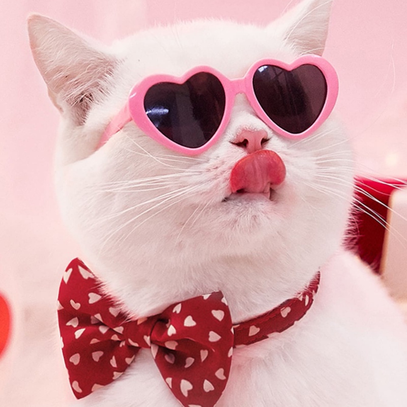 Óculos Para Cães E Gatos De Estimação Tendência Criativa De Sol Foto Levando Fofos Produtos Animais