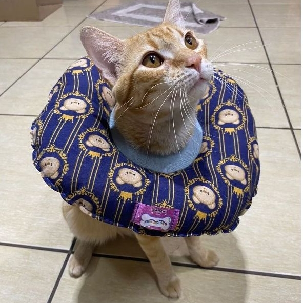 colar elizabetano de tecido pra gato adulto e cão