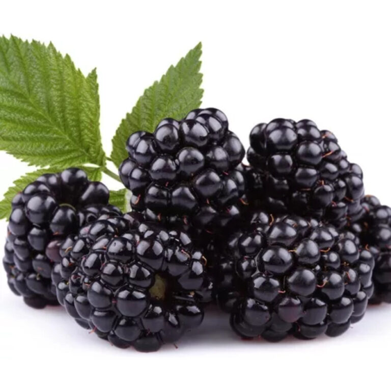 Sementes Amora Gigante Maior Fruto P/ Mudas +Manua