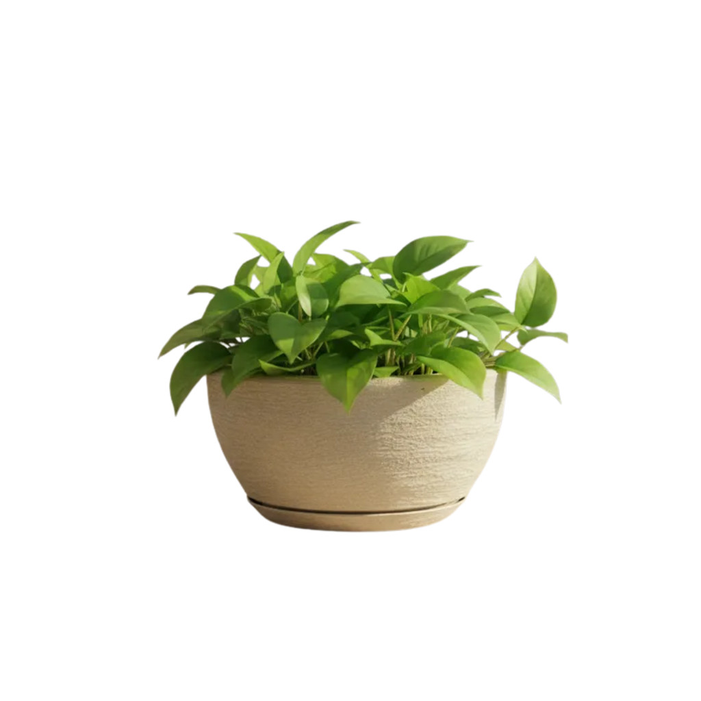 Vaso Decorativo em Polietileno para Planta Bacia Mini c Prato Coletor 26×13
