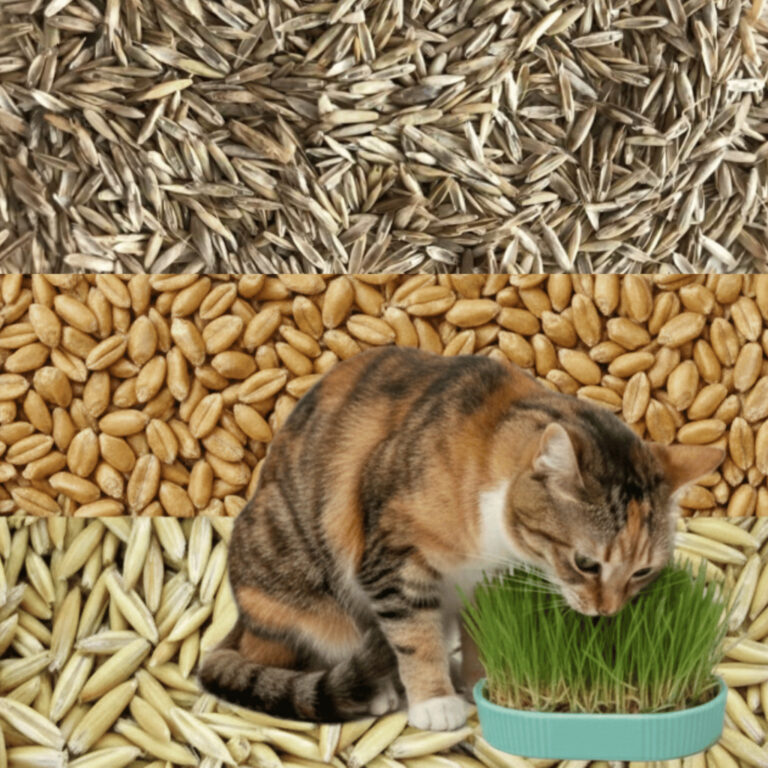 Sementes Grama Pet Gato Cachorro para Plantio Hidr