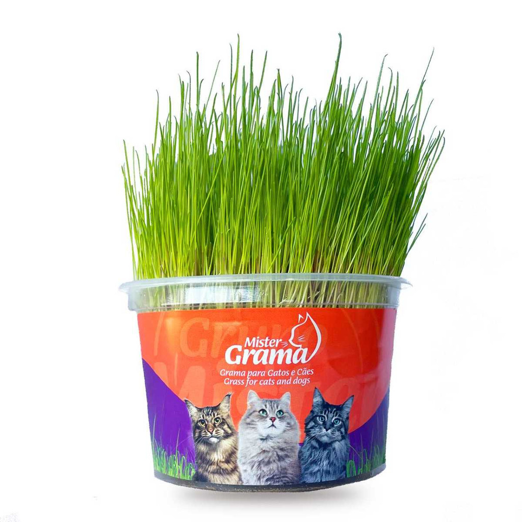 Graminha Digestiva Para Gatos Eliminação Pelos Mister Grama
