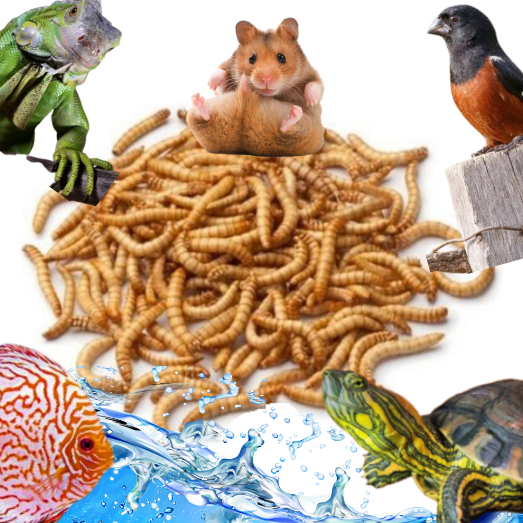 Tenebrio Desidratados para Jabutis, Tartarugas e Peixes, Passáros e Hamster Rico em Cálcio – 100% Na