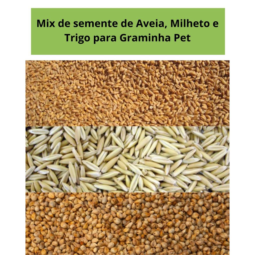 Mix de Sementes para Graminha pet p/ gatos e cachorros  Aveia, Milheto e Trigo  Fácil Cultivo e Dige