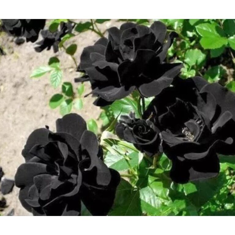 50 sementes de rosa negra rara