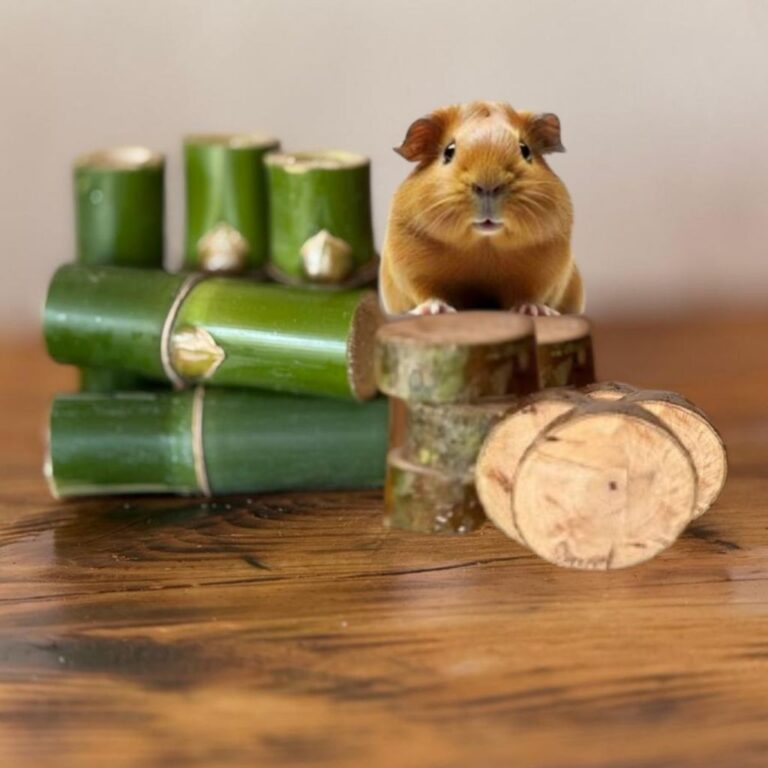 Kit Natural para Roedores Bambu + Bolacha de Goiab