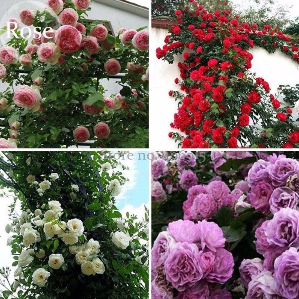 300 sementes originais de rosa trepadeira ll