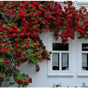 150 sementes de rosa vermelha trepadeira com manua