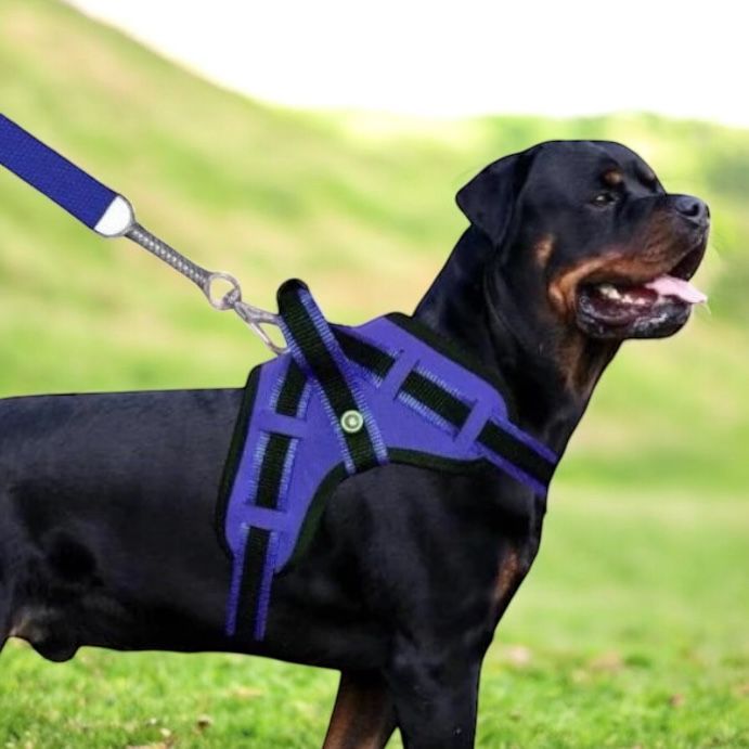 Coleira Peitoral Guia com Amortecedor Peiteira Par