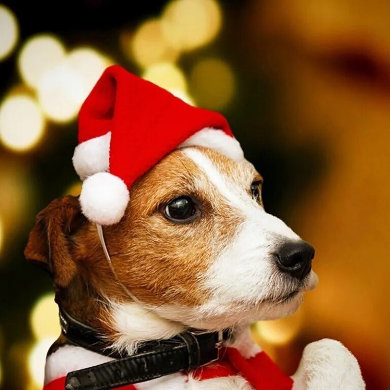 Gorro De Natal Pet Para Gatos E Cachorros Pequeno