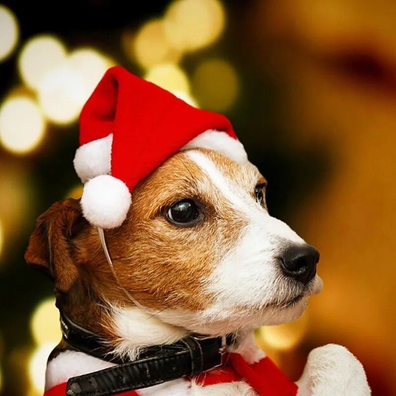 Gorro De Natal Pet Para Gatos E Cachorros Pequeno