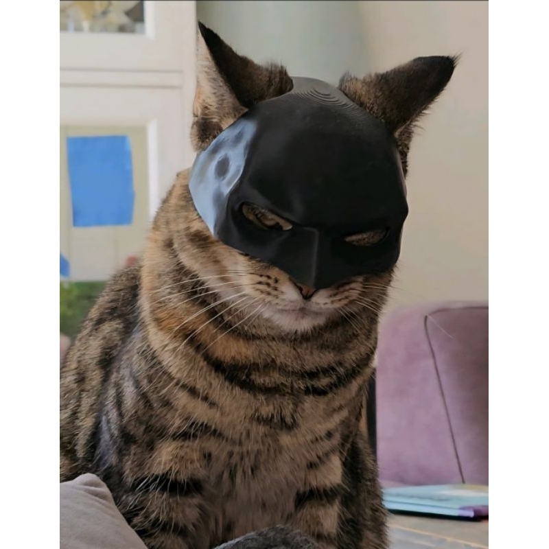 Máscara Batman para Gatos – Cosplay, Fotos Engraçadas e Fantasias Pet