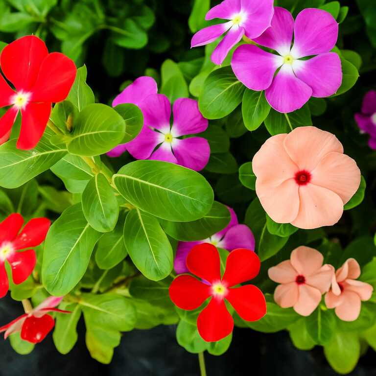 Sementes Vinca Anã Sortida