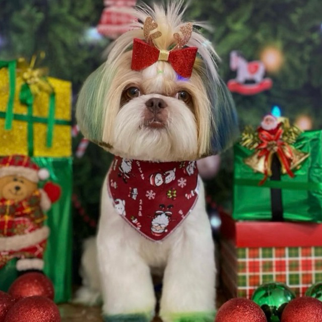 50 bandanas M  Natal Banho e tosa Atacado