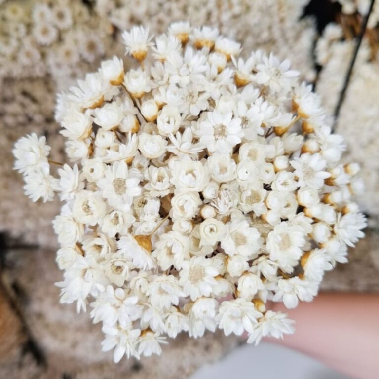 Sempre Viva Florzinha Branca I kit com ate 1.200 s