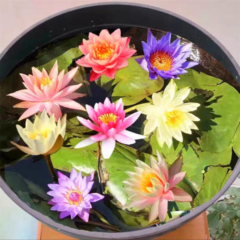 Sementes Originais de Lótus Nenúfar  à Venda Fr