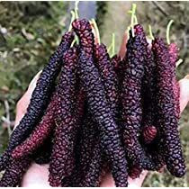 100 sements amora paquistanesa gigante com manual 