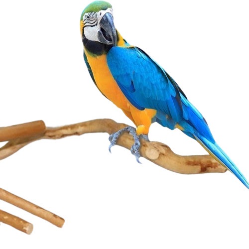 Kit Com 4 Poleiros Galho Natural Para Calopsitas T