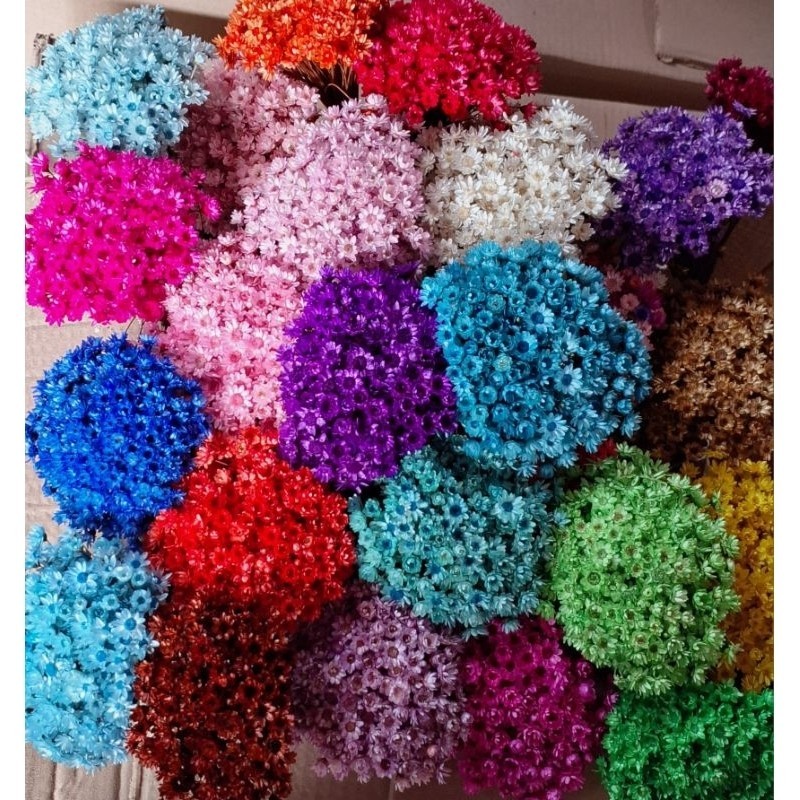 Flor sempre viva Premium , kit com até 1.200 flores sempre vivas Selecionadas
