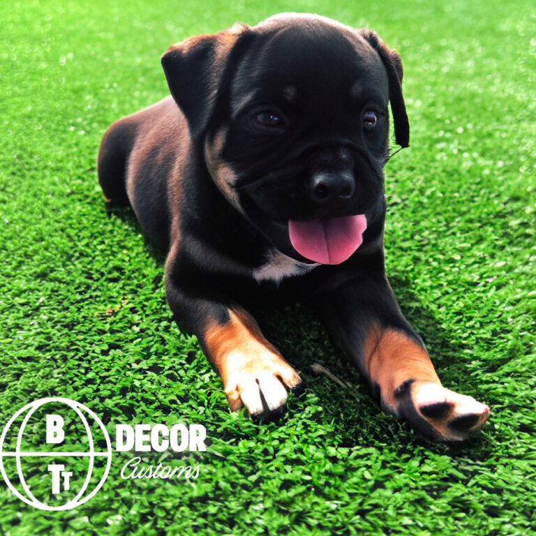 Tapete Grama Sintética Atóxica Higiênica Pets C