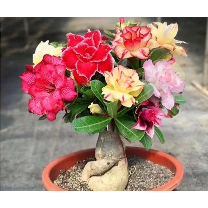 2000 Tipos Rosa do Deserto  tailandesa Rasas Triplas/ Dobradas Sortidas – 5 sementes por pacote