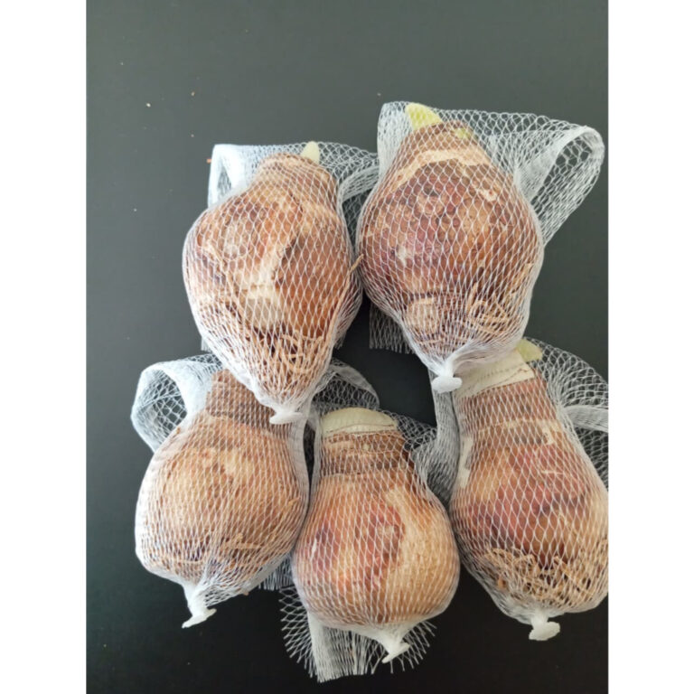 5 Sementes de Amarilis frescas com cores vibrantes