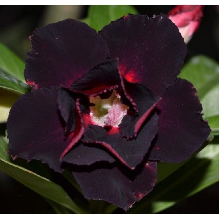 sementes de rosa do deserto negra