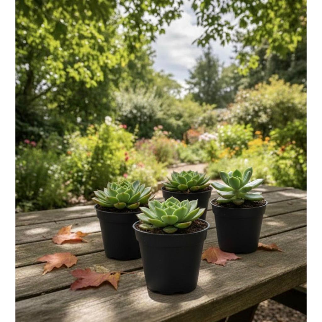 50 Vasinhos Preto para Mini Plantas suculentas e cactos grande pequeno colorido 150ml Flor flores