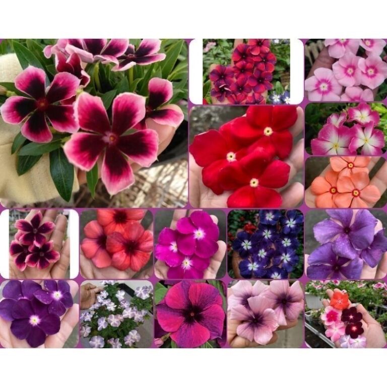EXCLUSIVO 50 Sementes Vincas Madagascar Multicolor