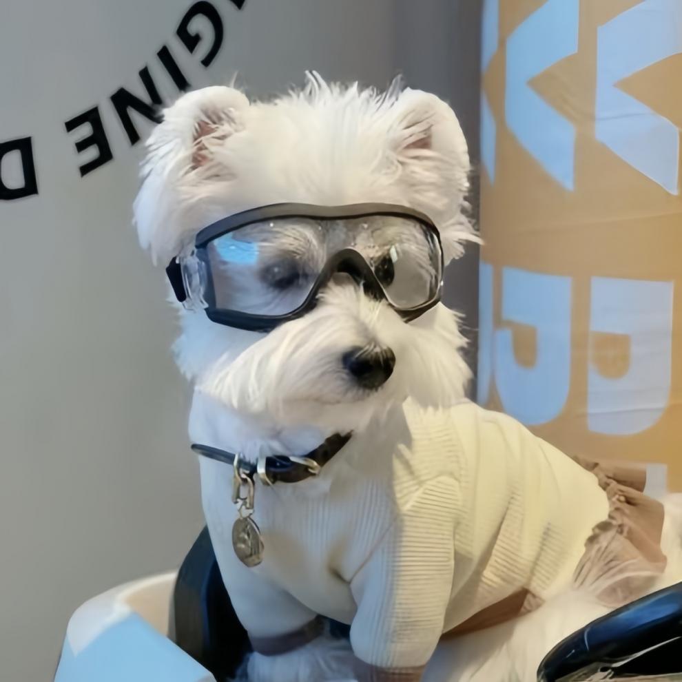 Óculos De Cor Transparente Para Cães De Estimação , Protetor Solar À Prova Dágua De Vento , Resisten