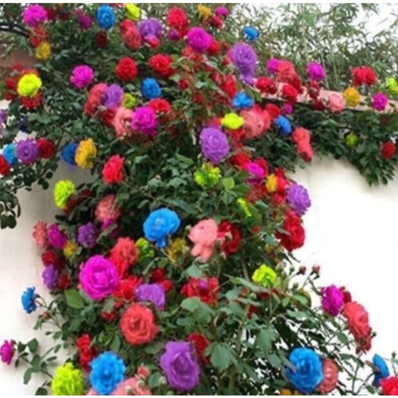 250 Sementes De Rosas Trepadeiras  Cores variadas 