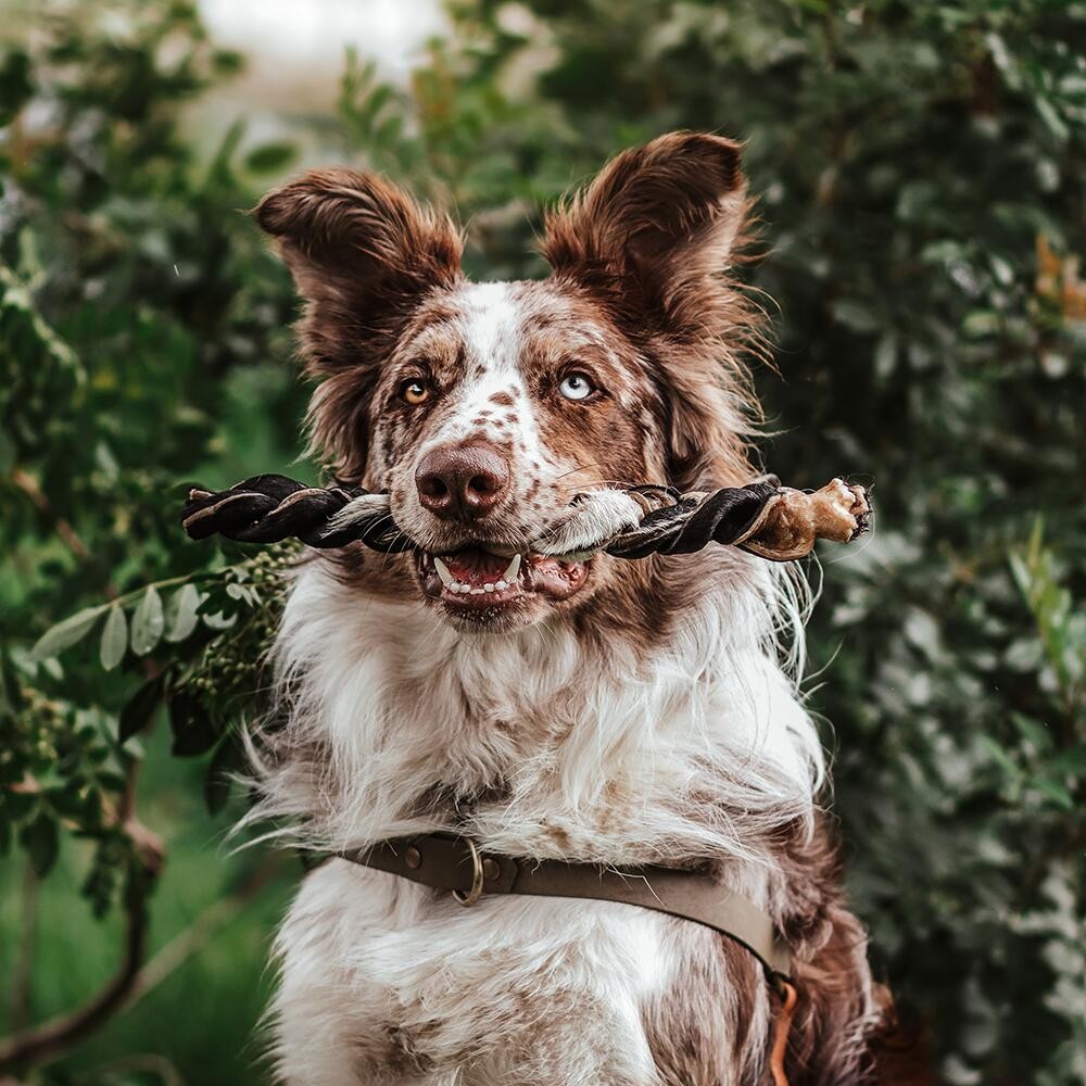 Trança Bovina Pele Bovina Mordedor Natural para C