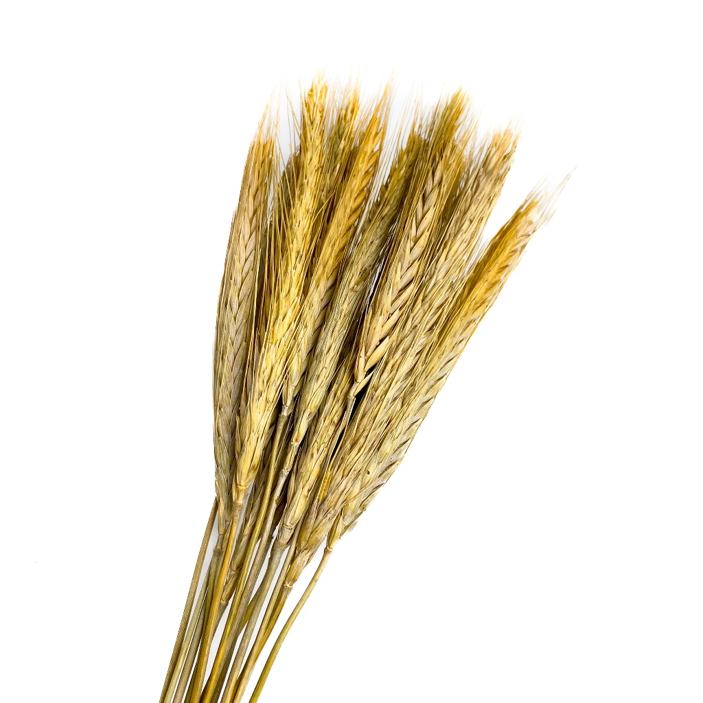 Spray Trigo para Hamster Gerbil 15 unit (SEM ALVEJ