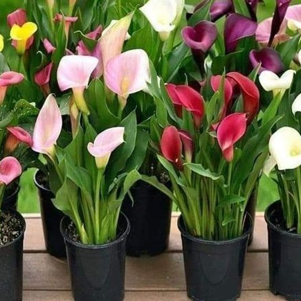 Novas / Frescas  sementes copo de leite sortidos m