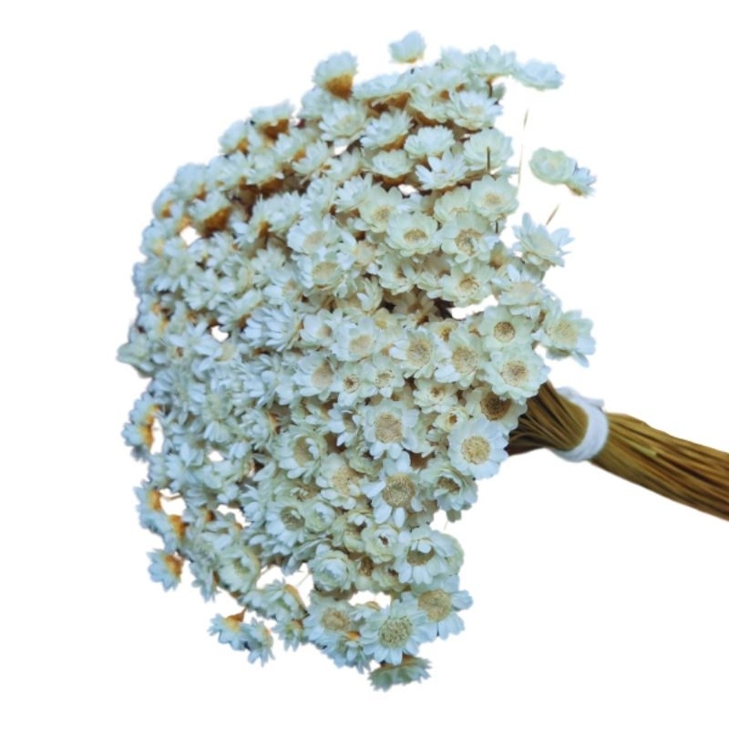 Flor Sempre Viva Florzinha Branca I Kit com até 1