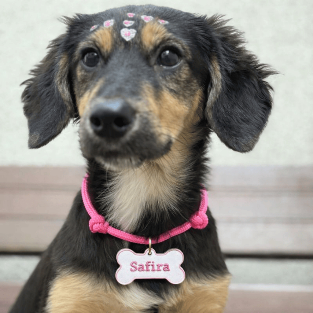 Colar pet ajustável com placa de identificação 