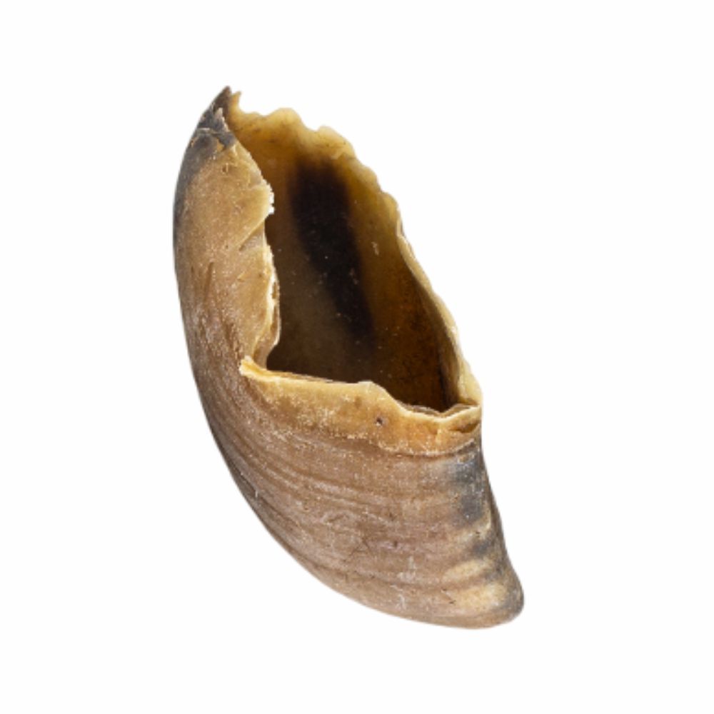 Casco Bovino Kit 2un Mordedor 100% Natural